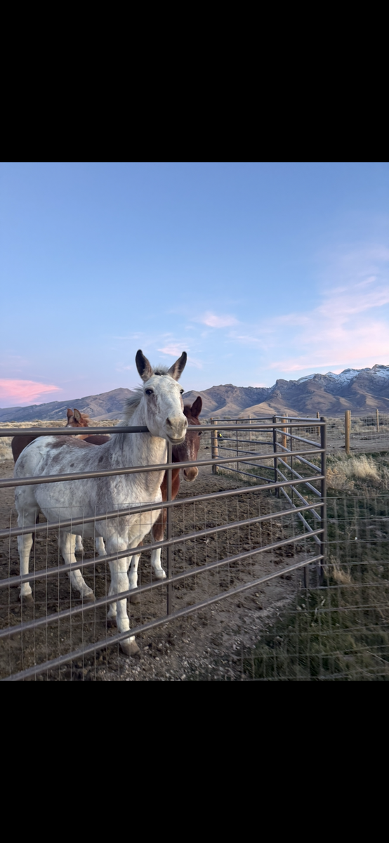 Mule for sale