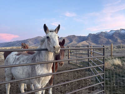 Mule for sale