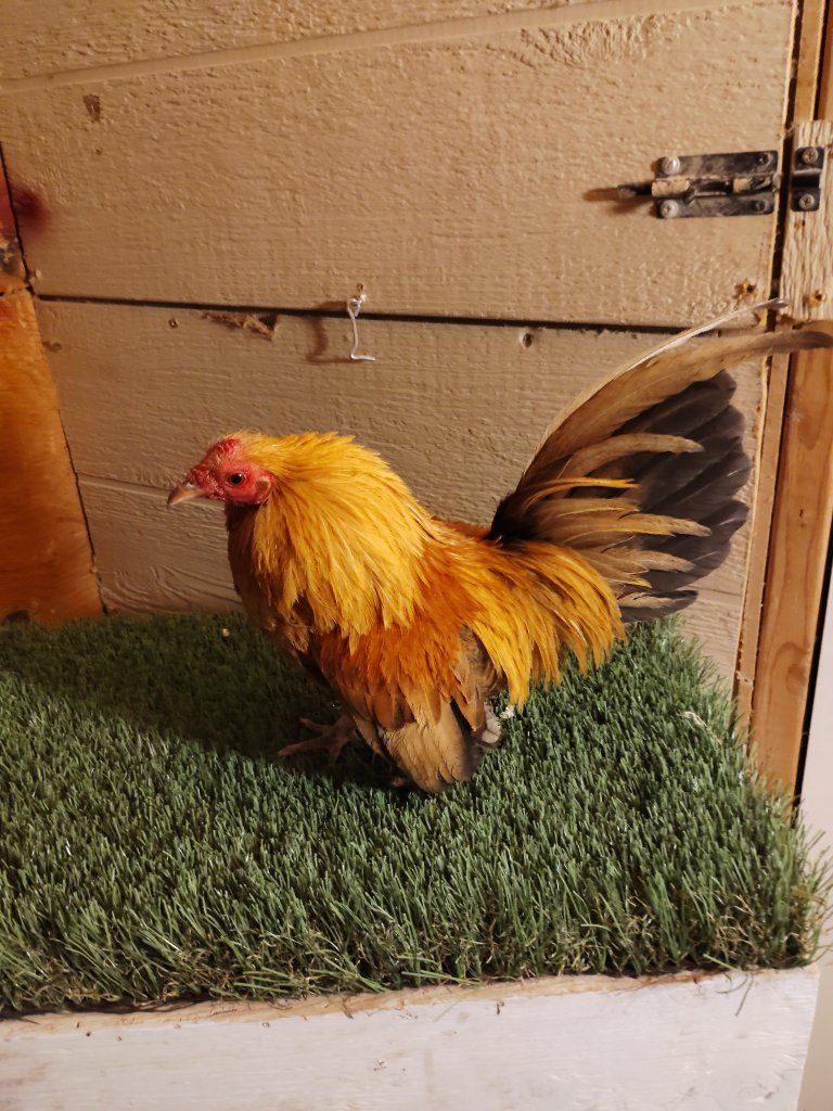 Gallito Azteca