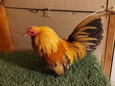 Gallito Azteca