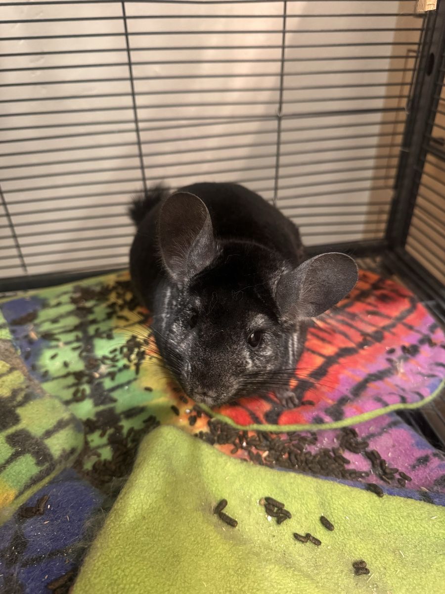 2 male chinchillas with cage.