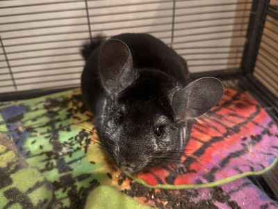 2 male chinchillas with cage.