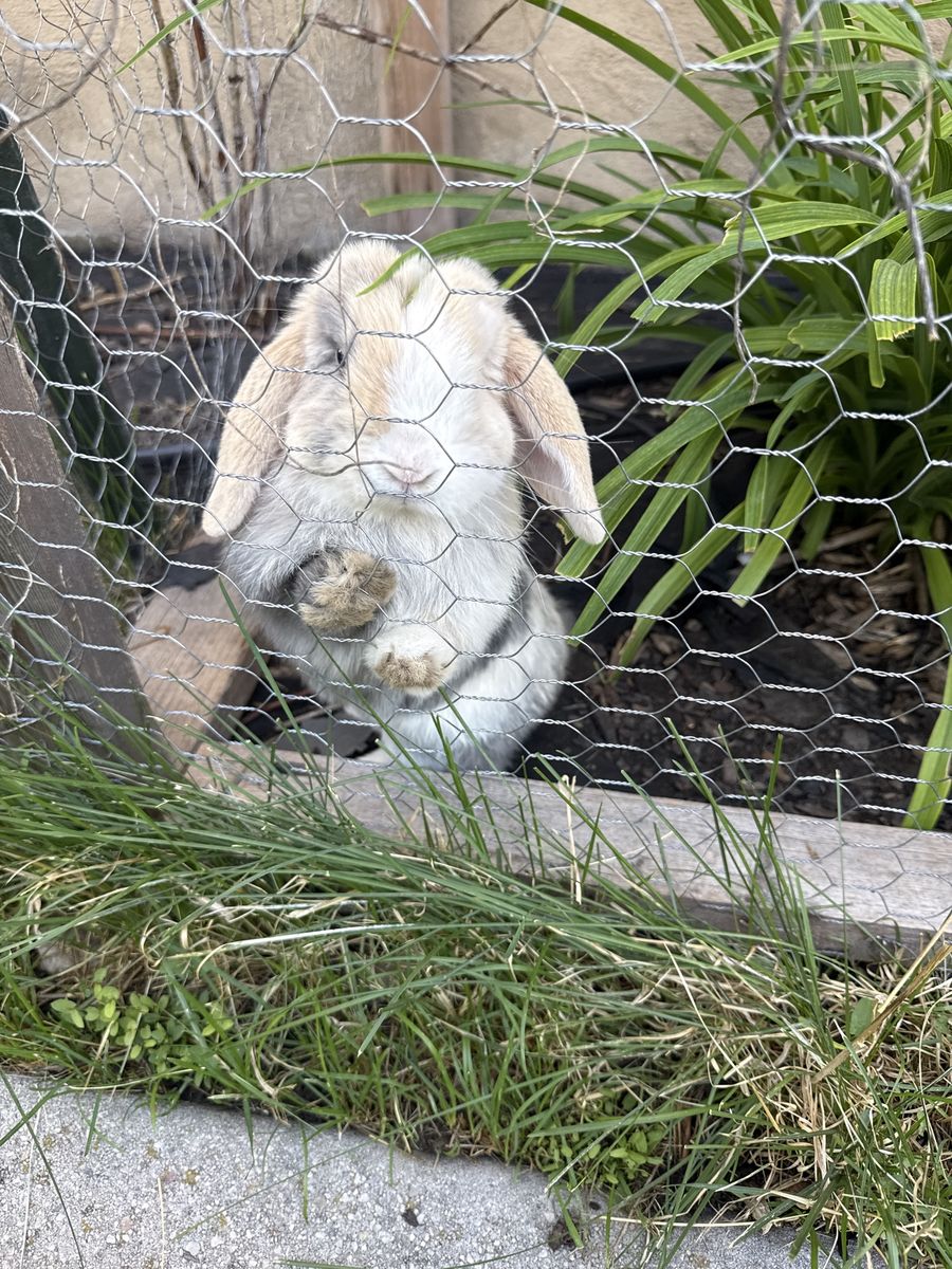 Miniature Holland Lop / Rex Cross Bunnies - Plush Lop