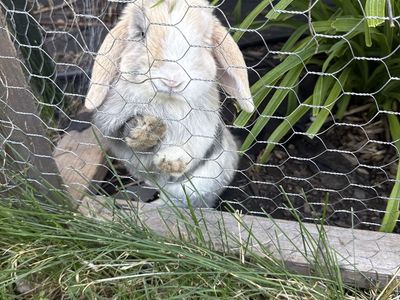 Miniature Holland Lop / Rex Cross Bunnies - Plush Lop