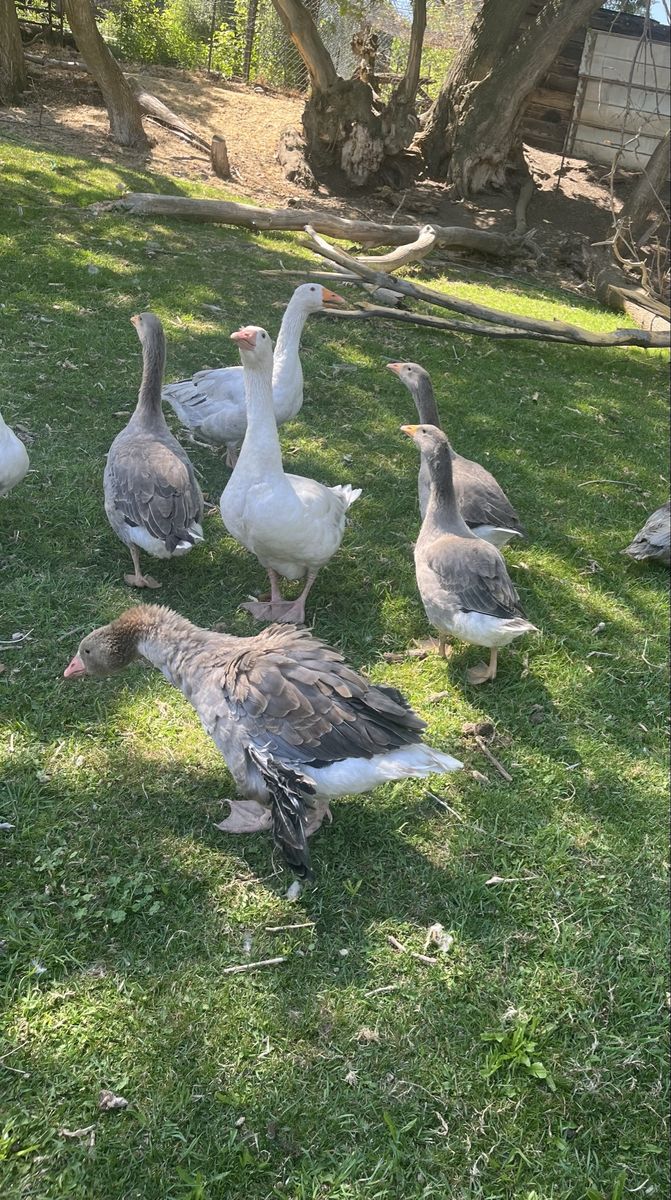 Pilgrim Geese
