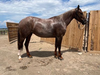 Rope/ performance horse/ breakaway/ tie town
