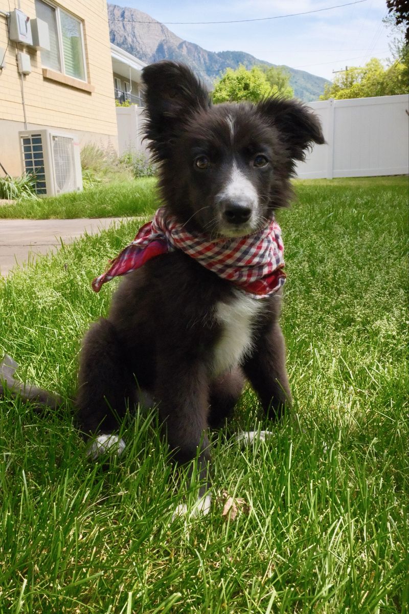 11 Week, Male Border Collie