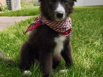 11 Week, Male Border Collie