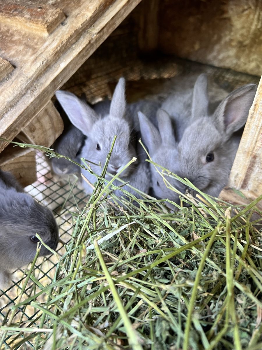 Adorable Gray Baby Rabbits for Sale - Ready for Loving Homes!