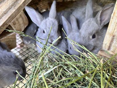 Adorable Gray Baby Rabbits for Sale - Ready for Loving Homes!
