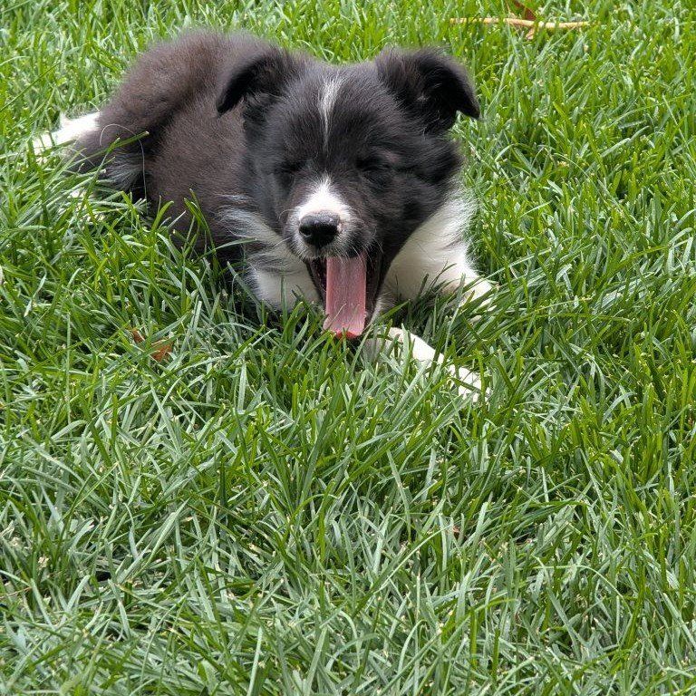 Border Collie puppies 