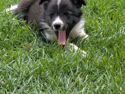 Border Collie puppies