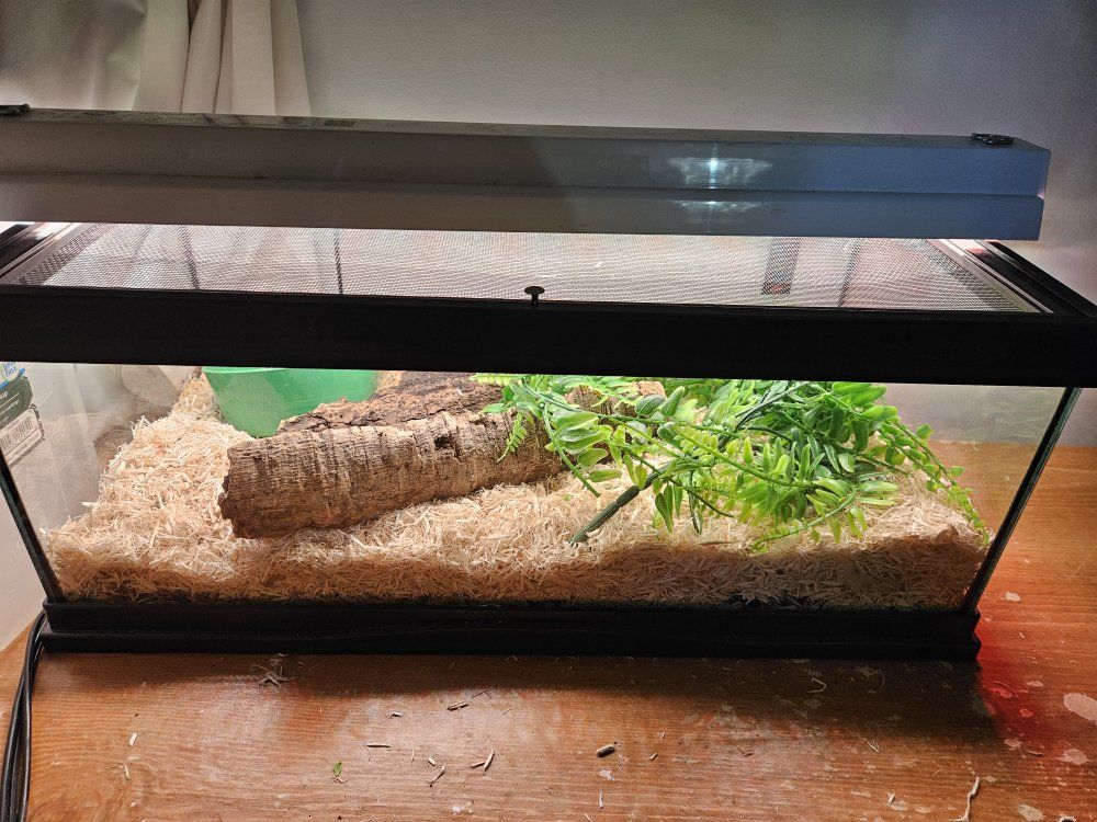 male juvenile anery sand boa