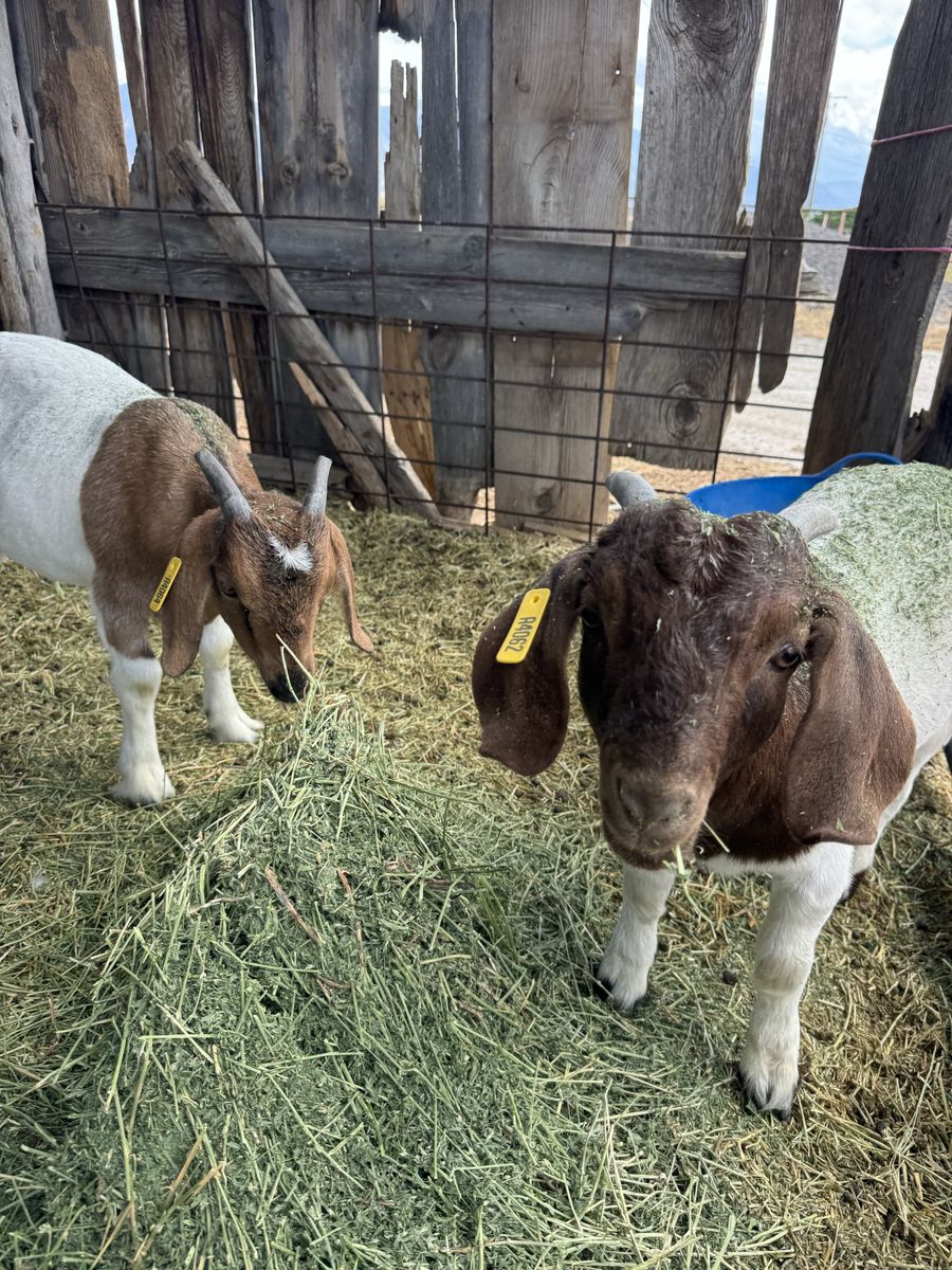 Boer doe and wether