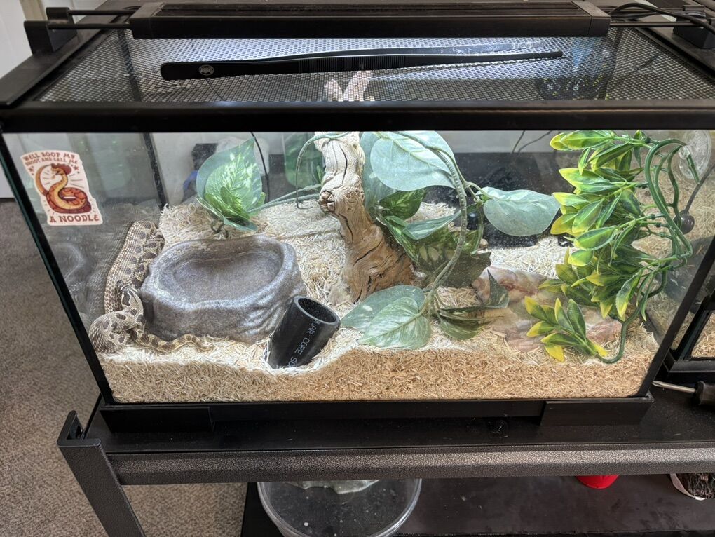 Western Hognose (Male)