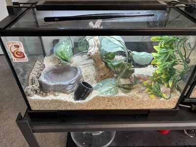 Western Hognose (Male)