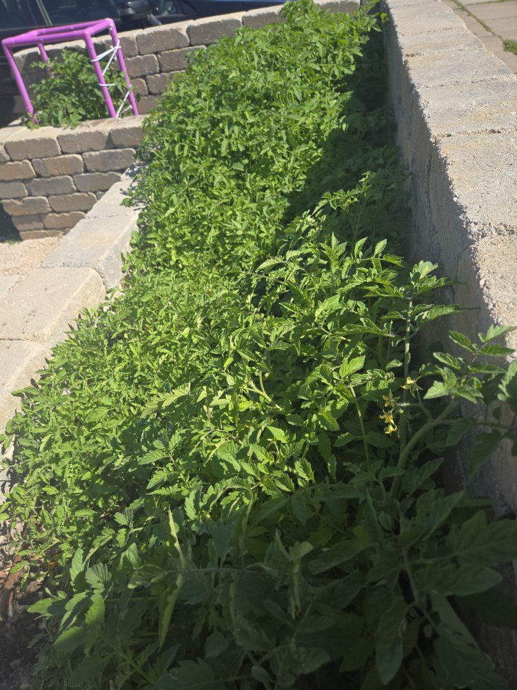 tomatoes