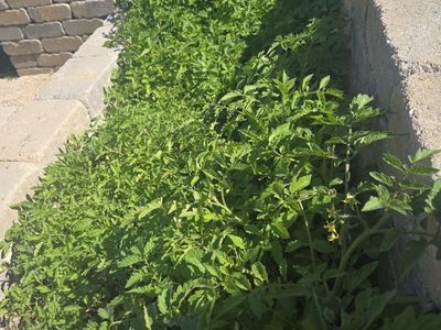 tomatoes