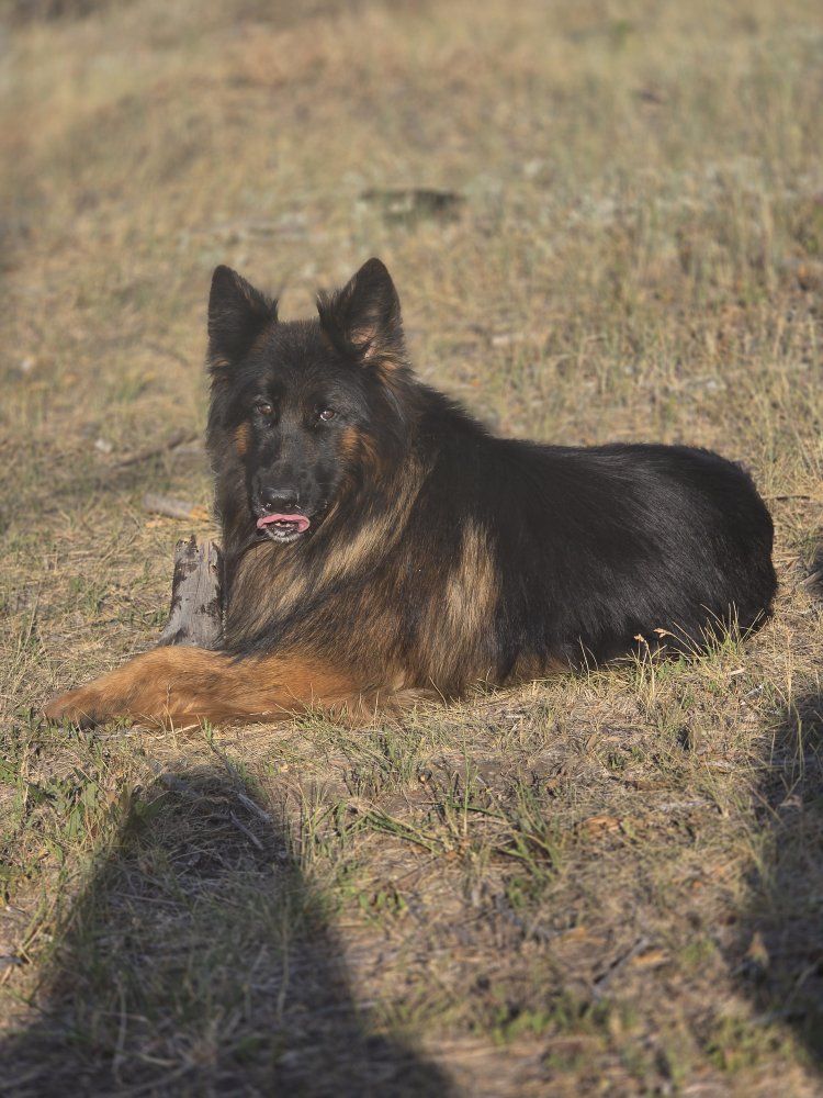 AKC Dukat long haired German shepherd