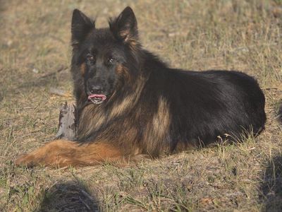 AKC Dukat long haired German shepherd
