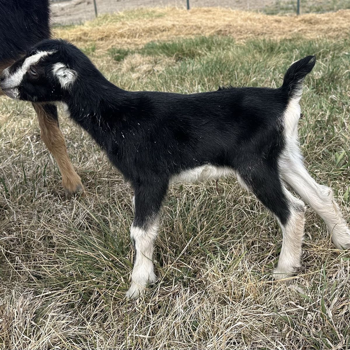 ADGA LaMancha Doeling