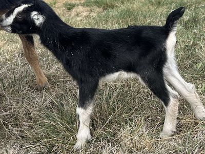 ADGA LaMancha Doeling