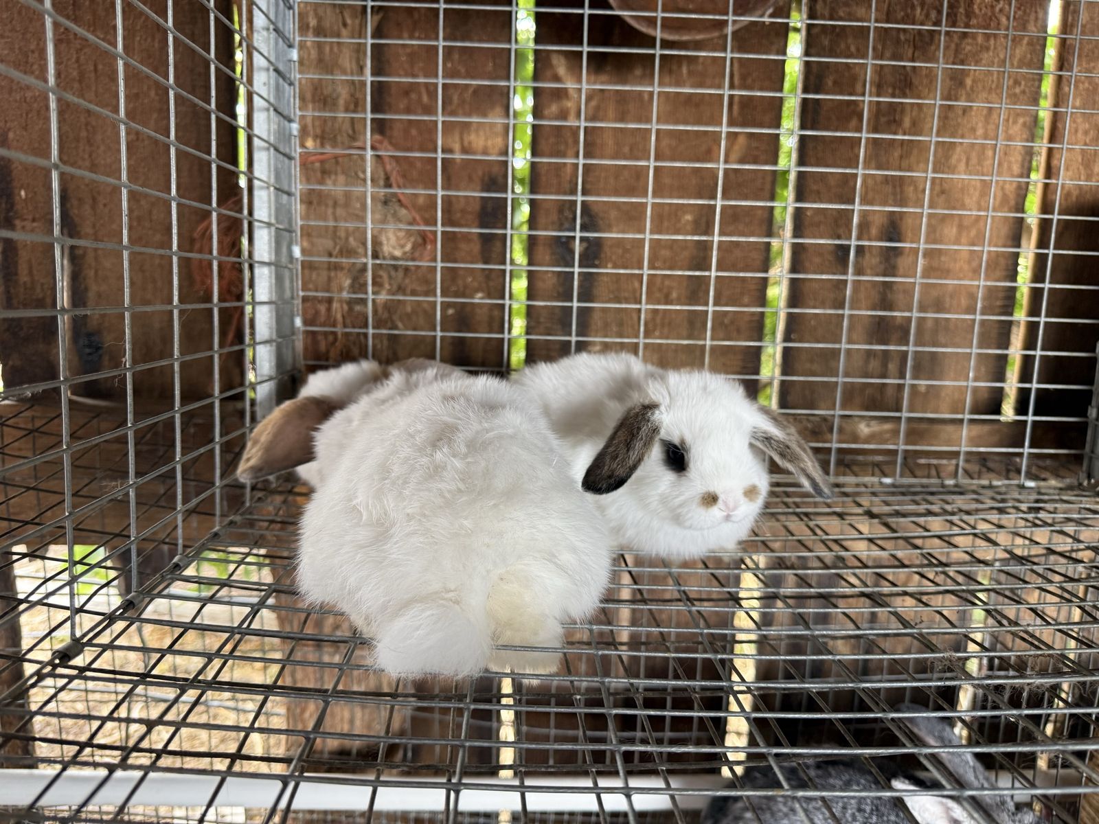 Adorable Holland Lop - Lionhead Cross Pet Rabbits
