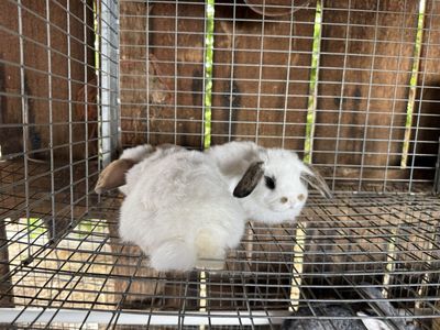 Adorable Holland Lop - Lionhead Cross Pet Rabbits