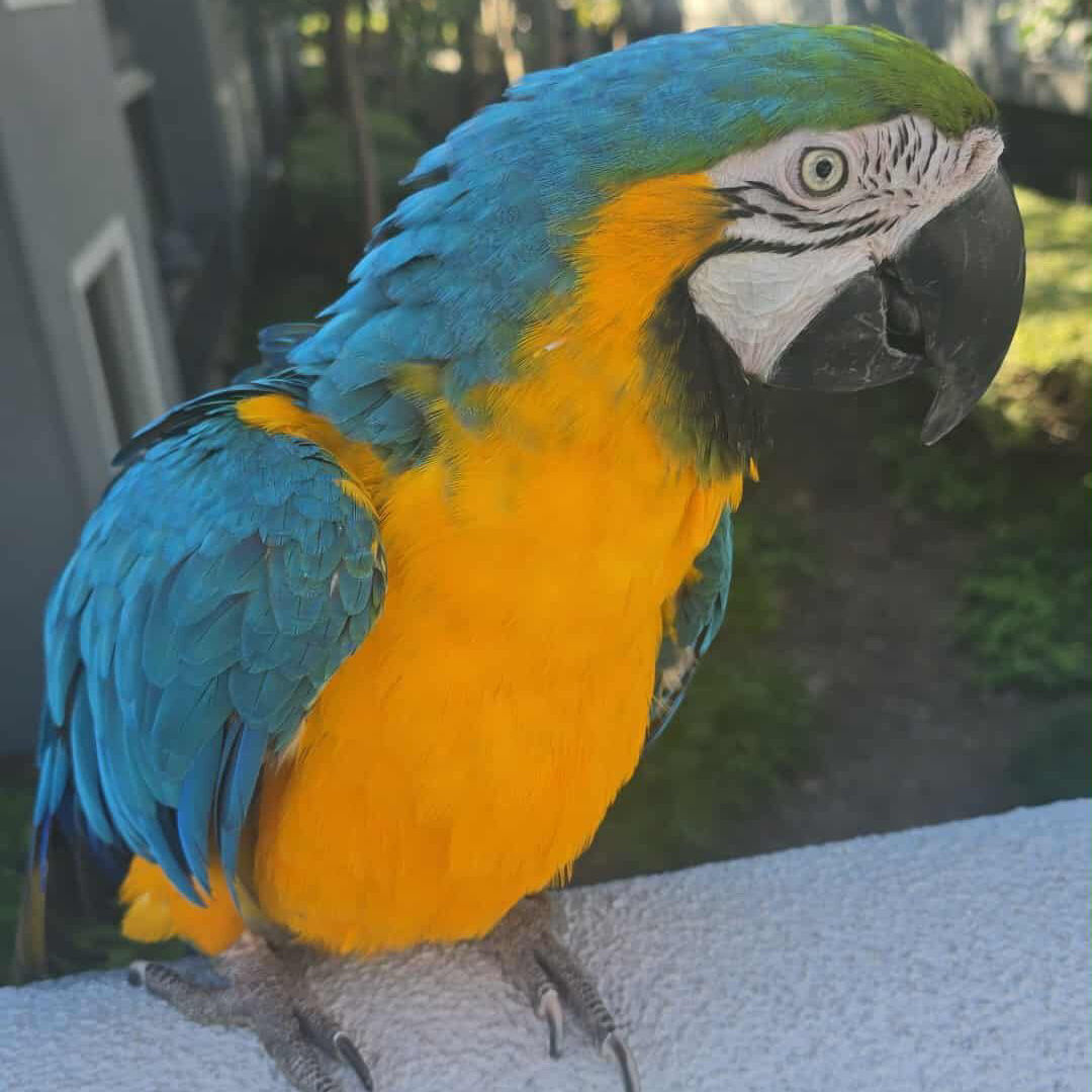Blue and Gold Macaw