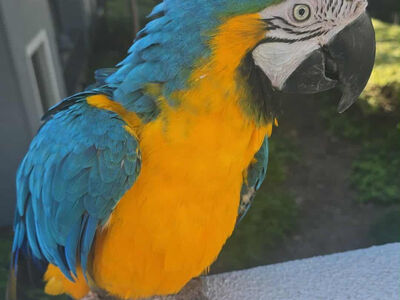 Blue and Gold Macaw
