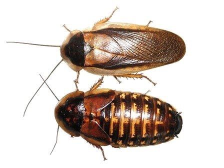Dubia Roaches and Supplies