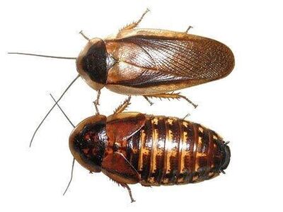 Dubia Roaches and Supplies