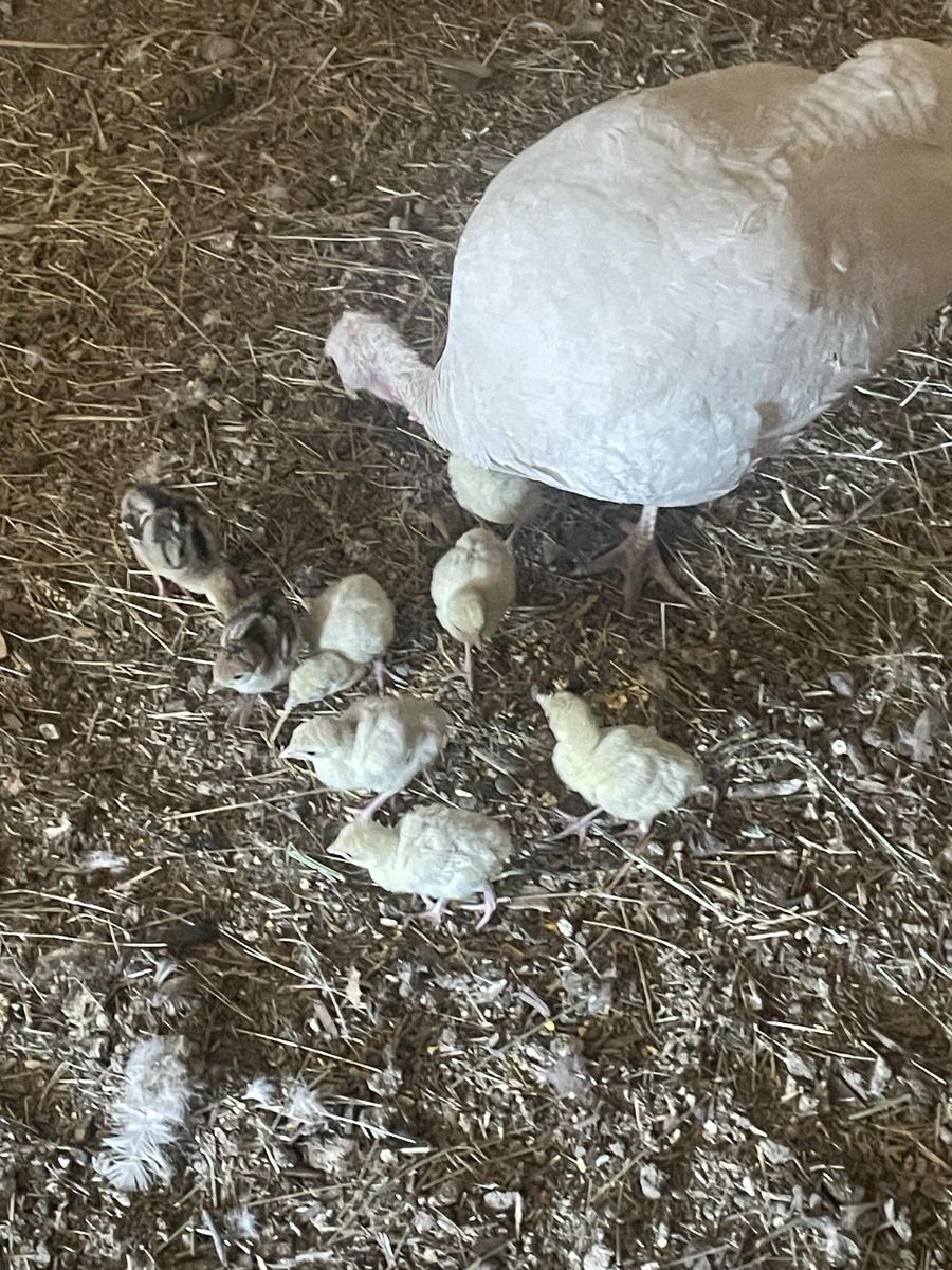 Heritage Turkey Poults Merriam X Midget White