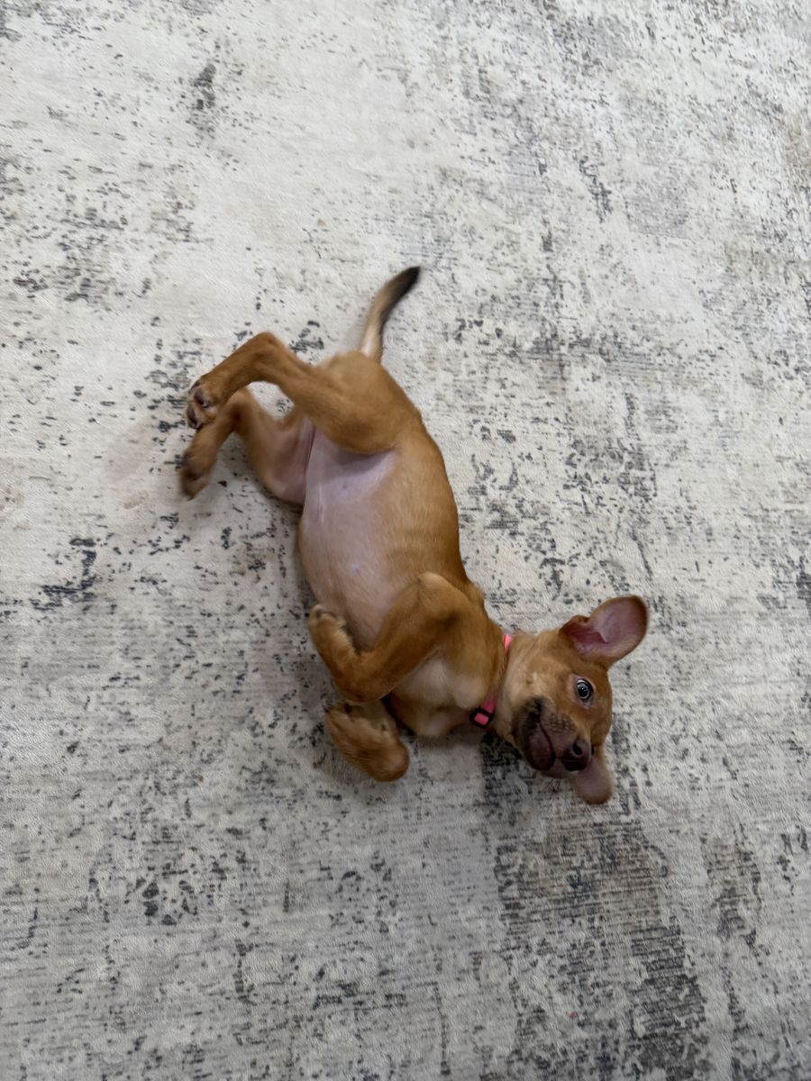 Chihuahua Mix