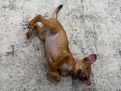 Chihuahua Mix