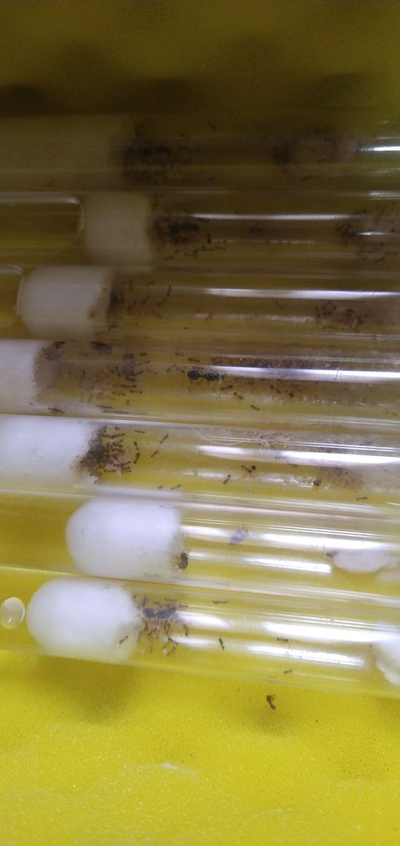 Queen Ant starter Colonies