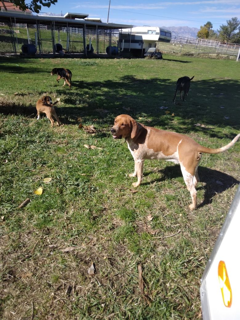hounds for sale
