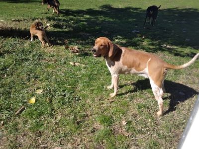 hounds for sale