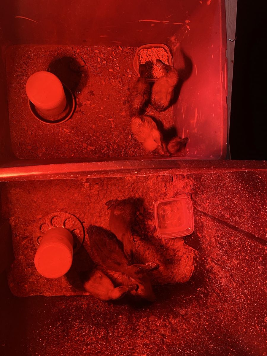 Ducklings For Sale (Need Gone ASAP!) $5 ea.