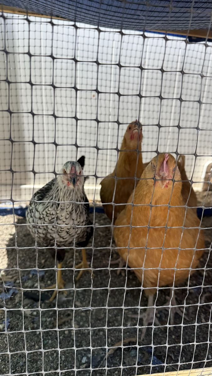 4 Hens - Buff Orpingtons and the other pair are Silver Laced