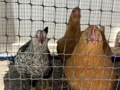 4 Hens - Buff Orpingtons and the other pair are Silver Laced