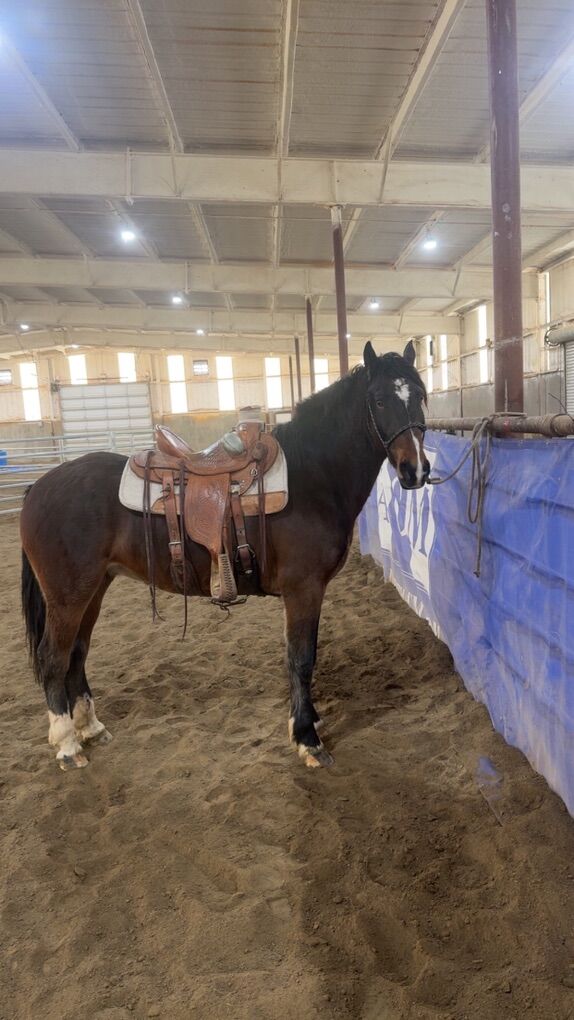 6yr Old Bay Gelding Mustang