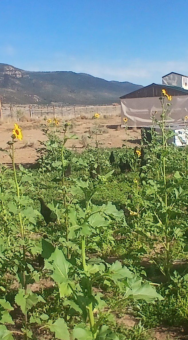 Main image 6