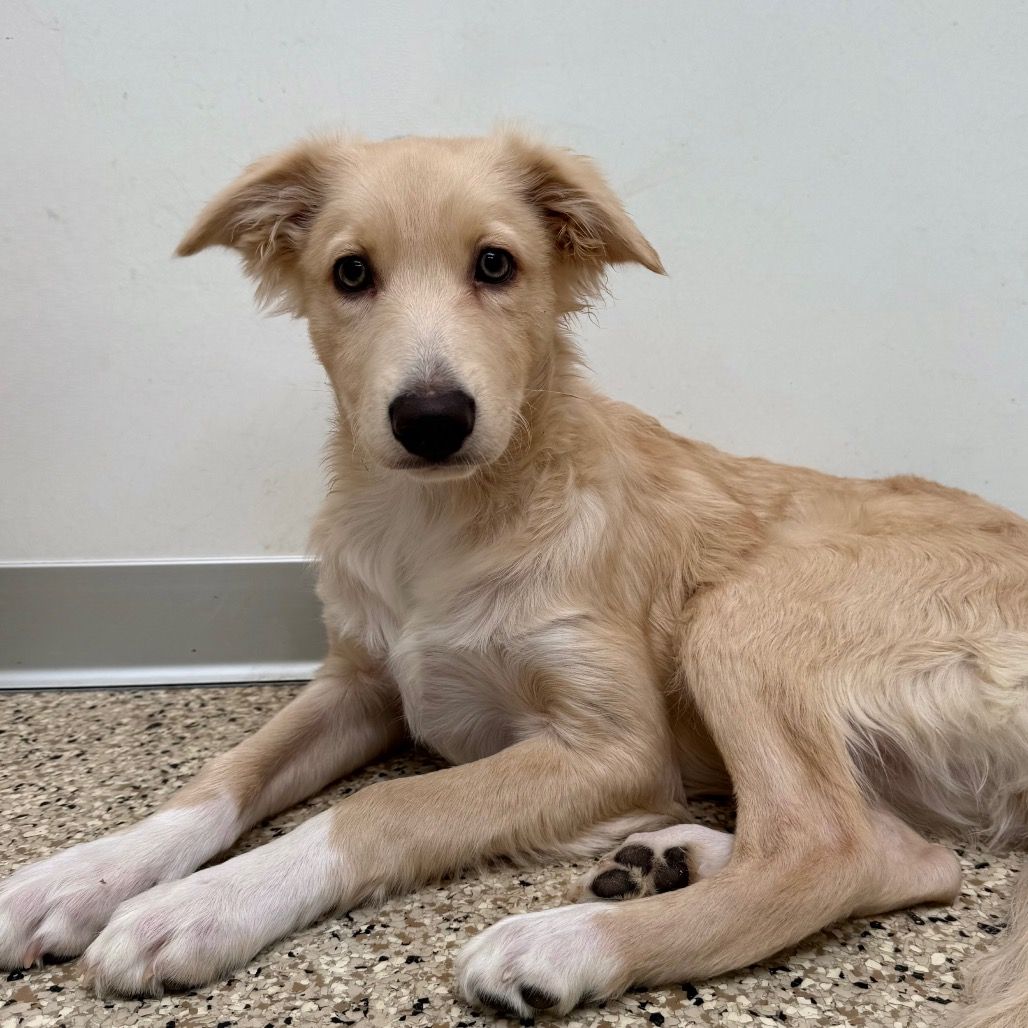 Hello my name is Rosemary