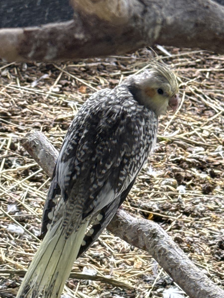 Cockatiel