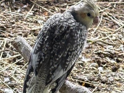Cockatiel