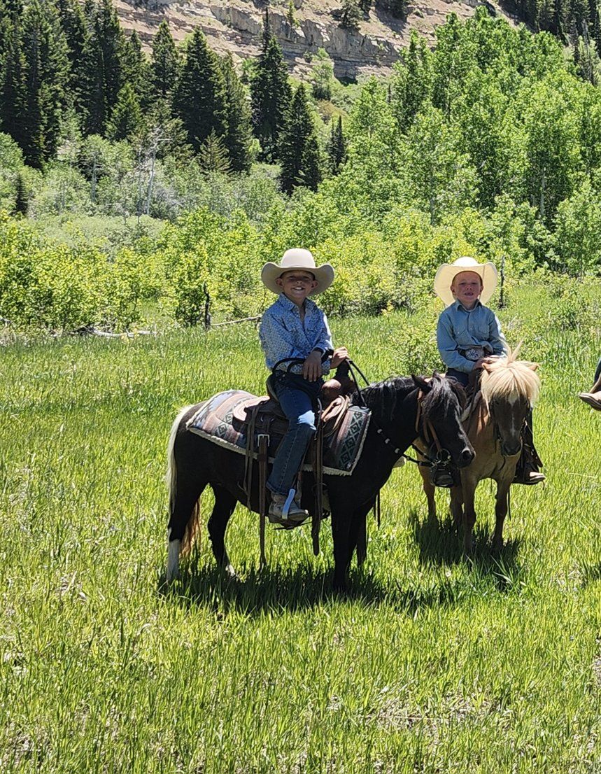 6 year old Miniature horse