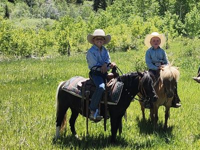 6 year old Miniature horse