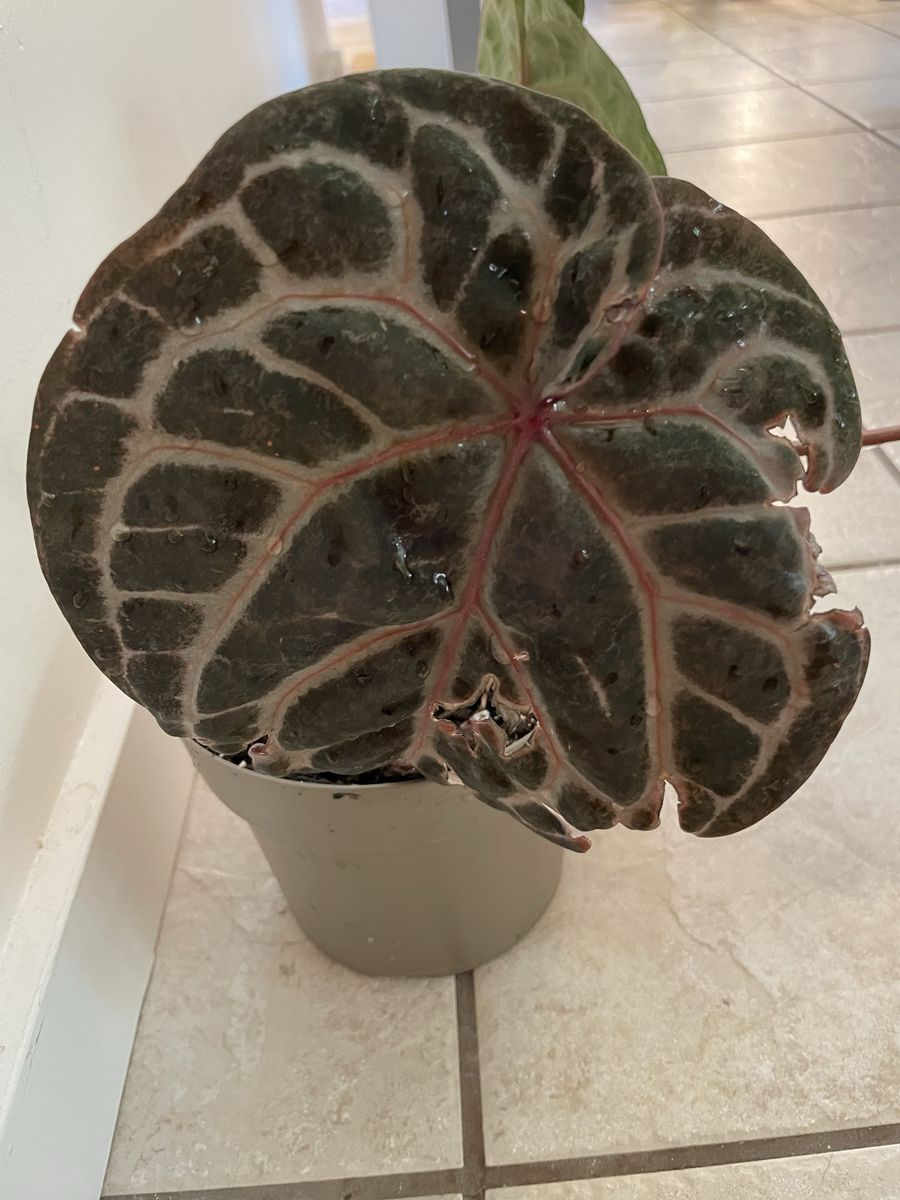 Main image 4