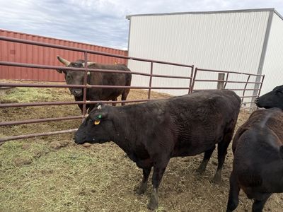 Angus X Waygu Cow